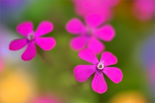 Spring multicolor