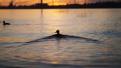 Мои длинные крылья...