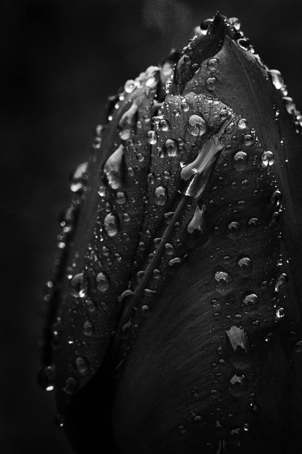 , Михаил Кушнер