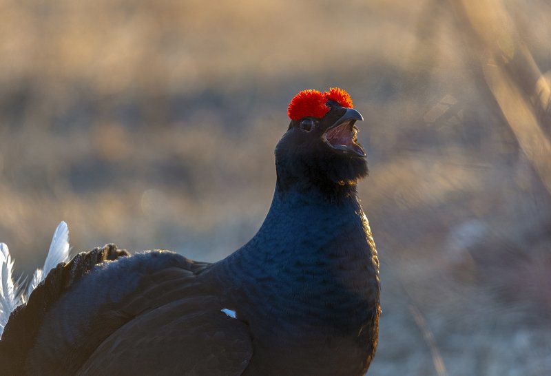 Тетеревиная песня фото превью