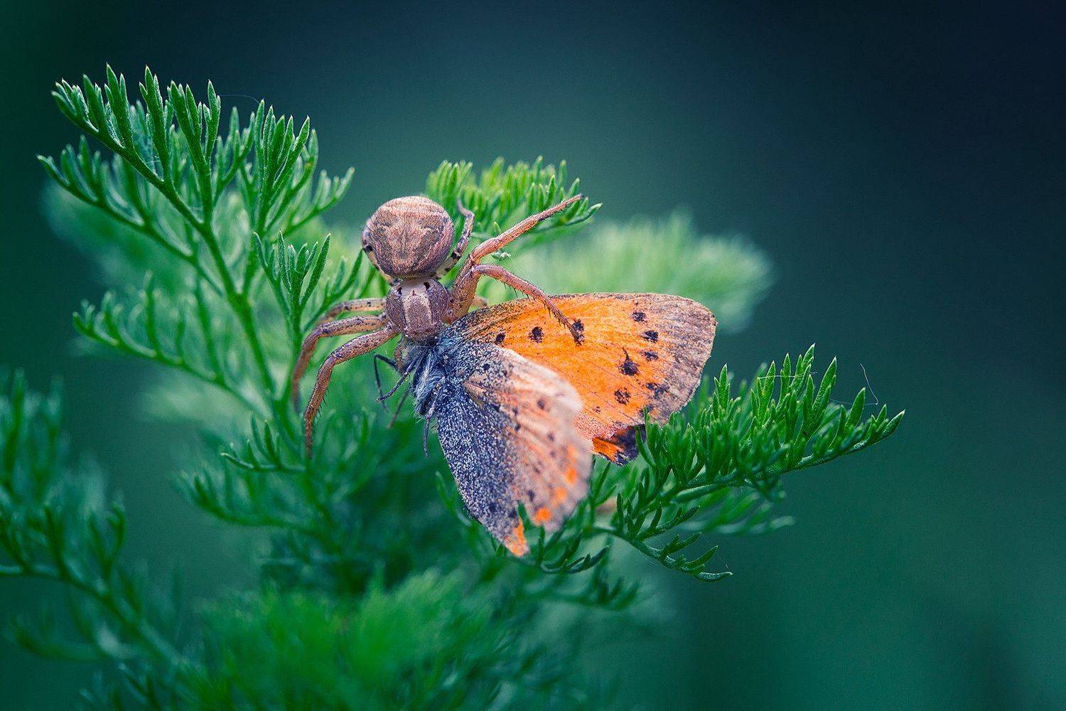 spider,macro,nature,wild,beautiful,wildlife,hunter,butterfly,, Georgi Georgiev