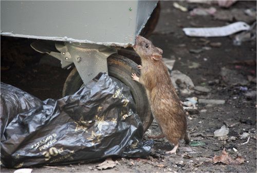 Серая крыса(лат. Rattus norvegicus)