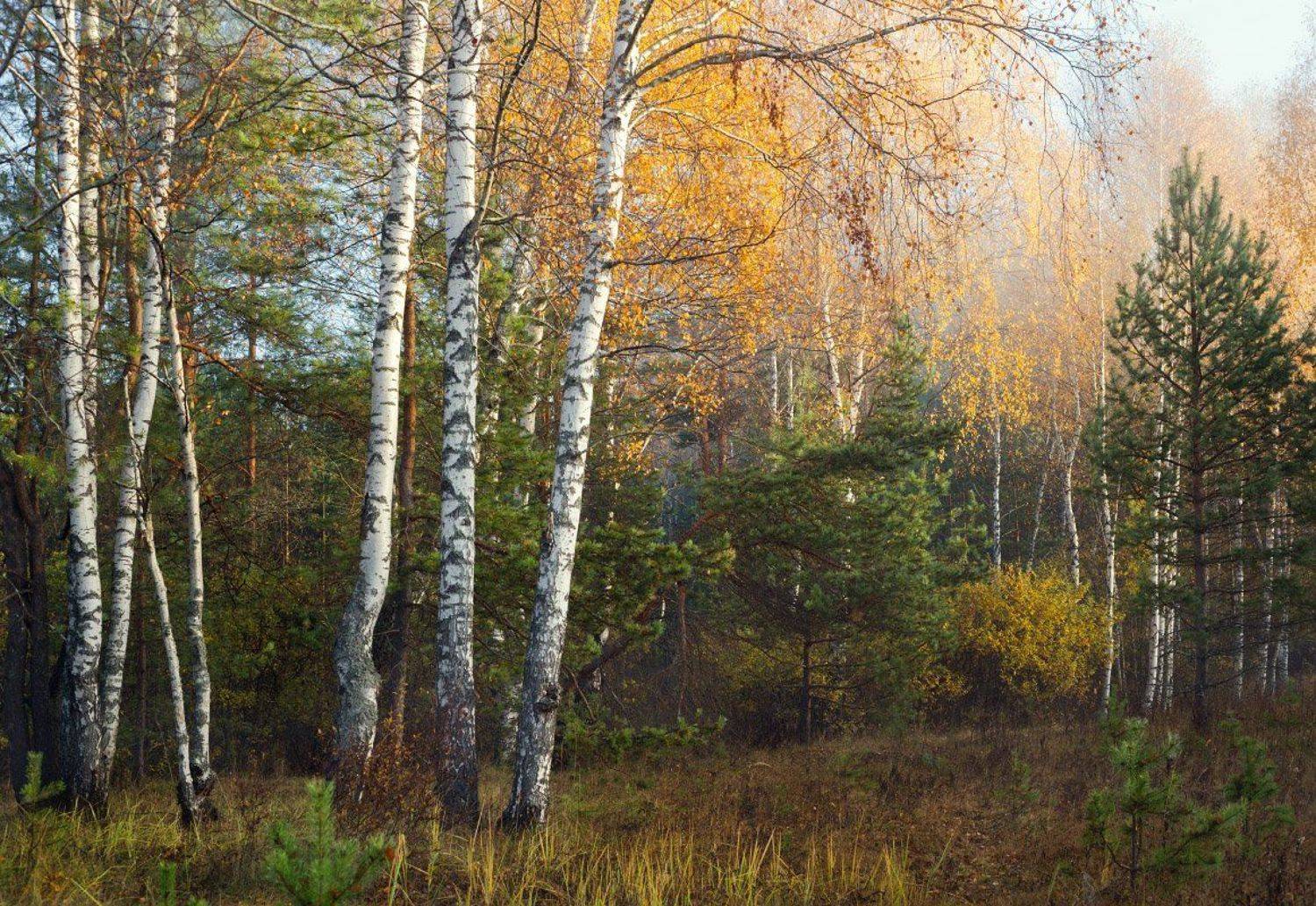 лес осень утро свет туман, Дмитрий Алексеев