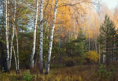 Грибное место