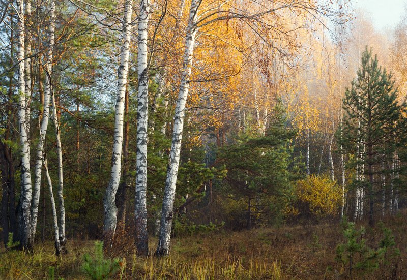 лес осень утро свет туман Грибное место фото превью