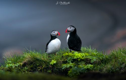 Puffin love