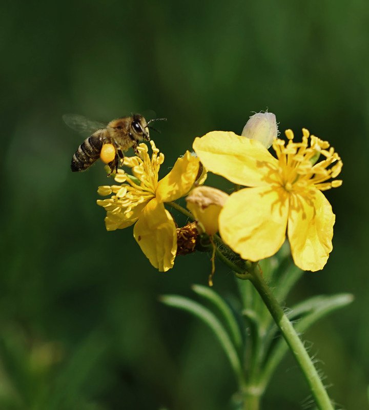 Bee фото превью