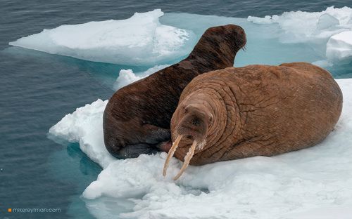 Шпицберген. Моржи.