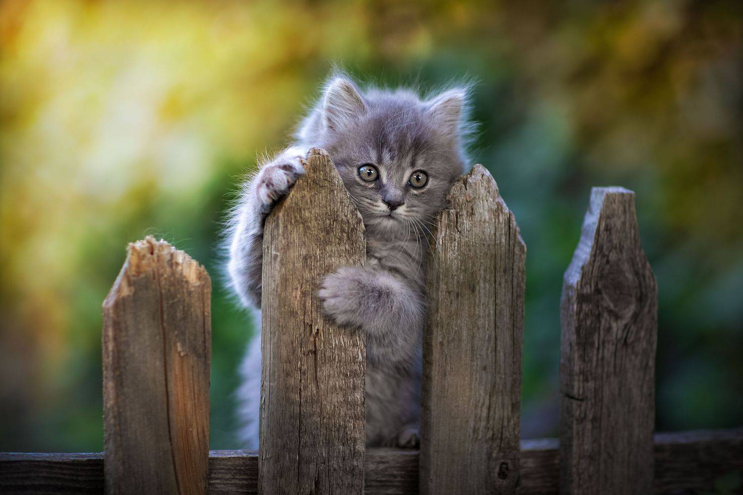 , Коротун Юрий
