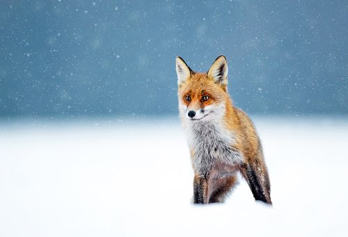 Fox