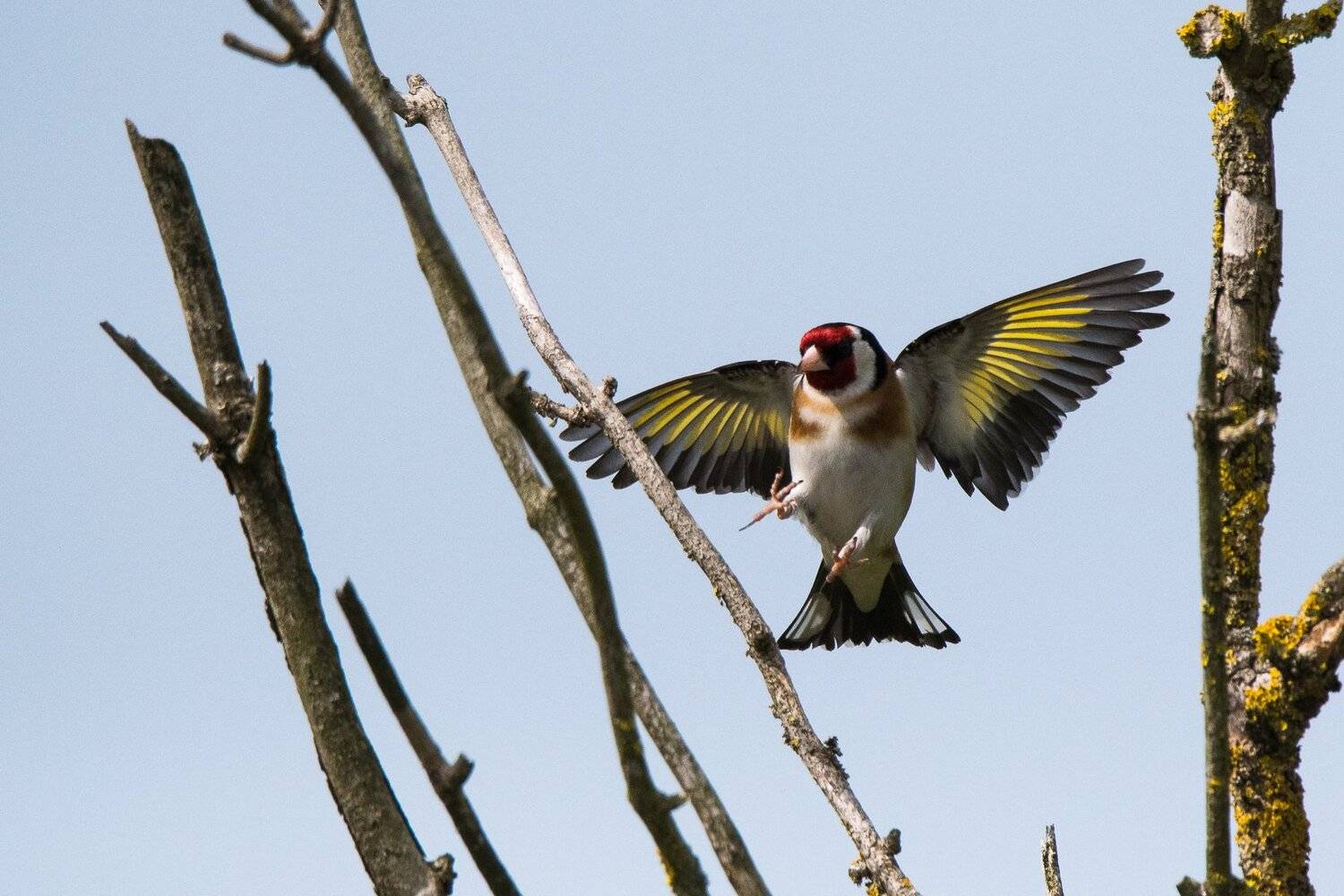 chardonneret &eacute;l&eacute;gant; goldfinch; fringillidae;  carduelis; passereaux;birds;oiseaux;, Sib&eacute;