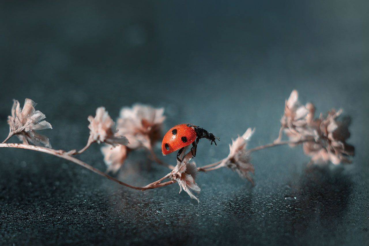 , Воинкова Ирина