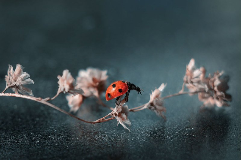 Перед прыжком... фото превью