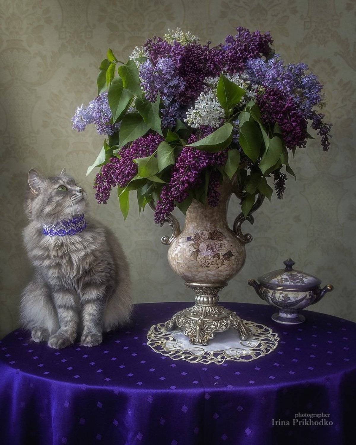 цветочный натюрморт, сирень, кошка Масяня, кошки, домашние животные, котонатюрморт, котомодель, Ирина Приходько