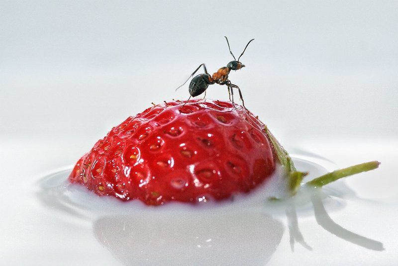 I found my thrill on strawberry hill! фото превью