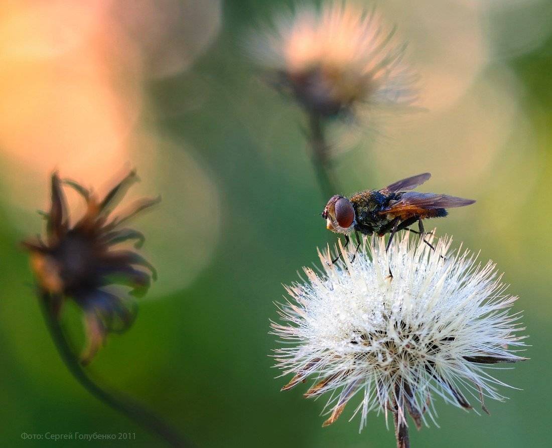 , Сергей Голубенко