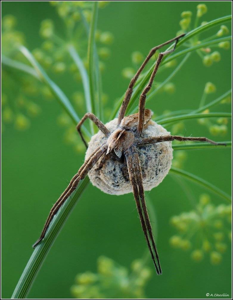 паук,мамаша,потомство,кокон, Александр Чувилин