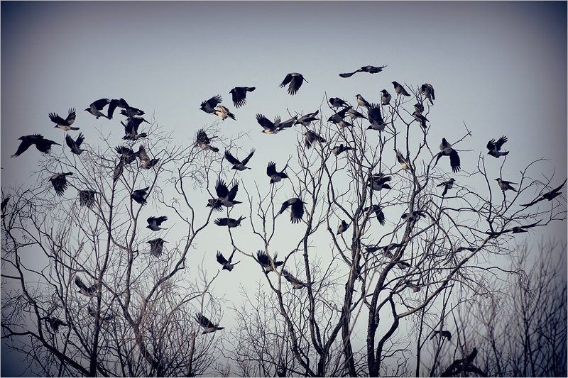 Воронье фото превью