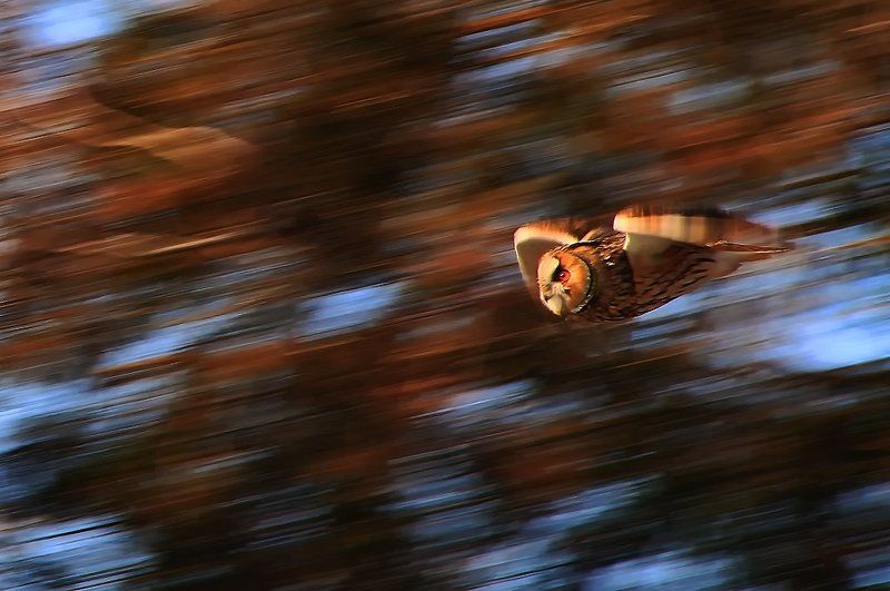 Быстрее ветра. фото превью