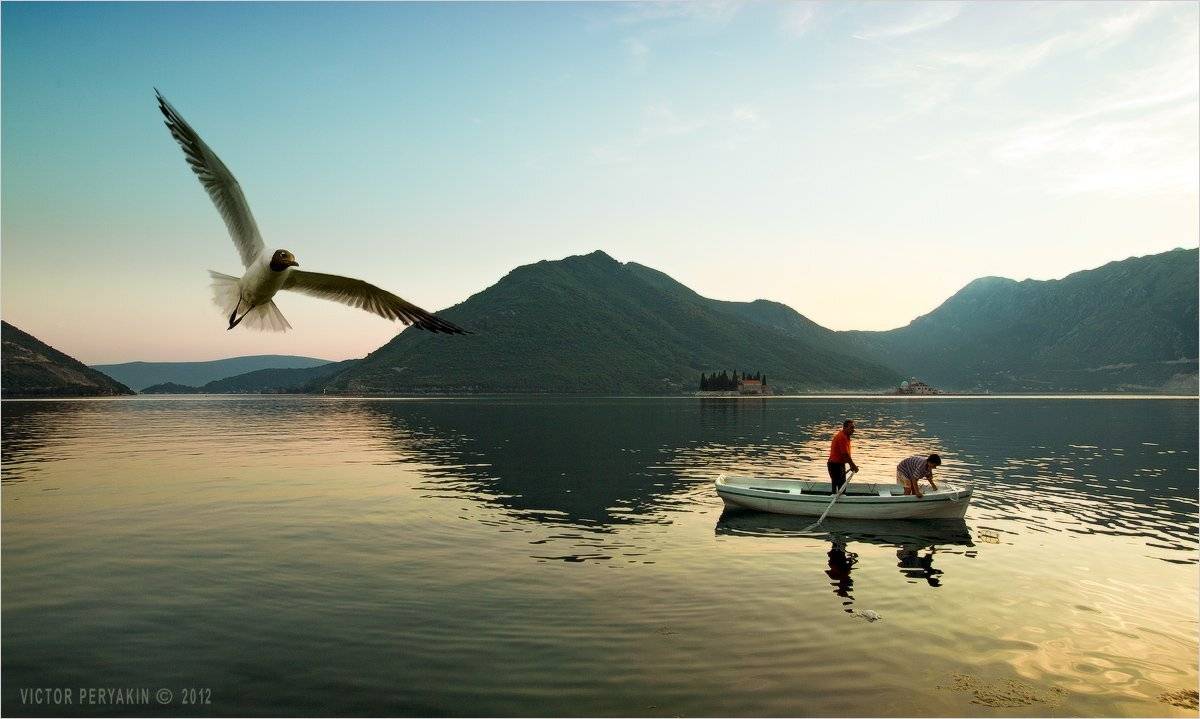 пераст, черногория, рыбаки, вечер, чайка, montenegro, perasto, Виктор Перякин