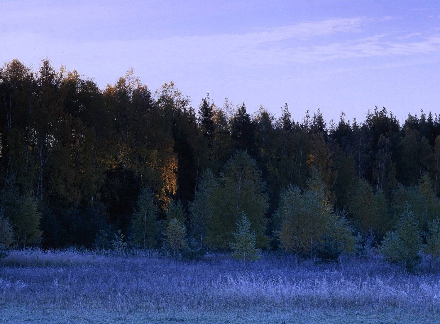 утро.лес.заморозки.солнце., Вадим