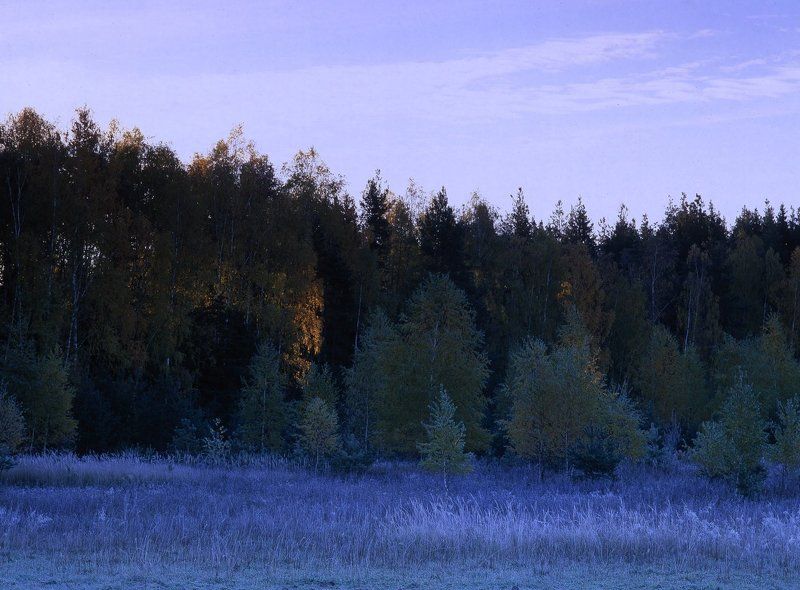 утро.лес.заморозки.солнце. Солнце просыпается... фото превью