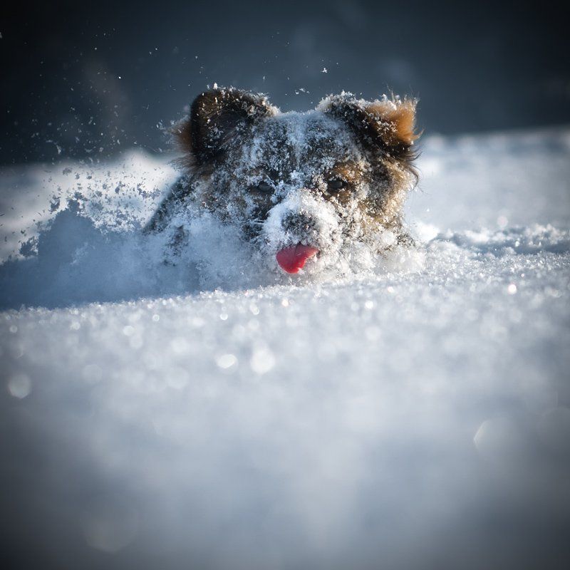 snow plow