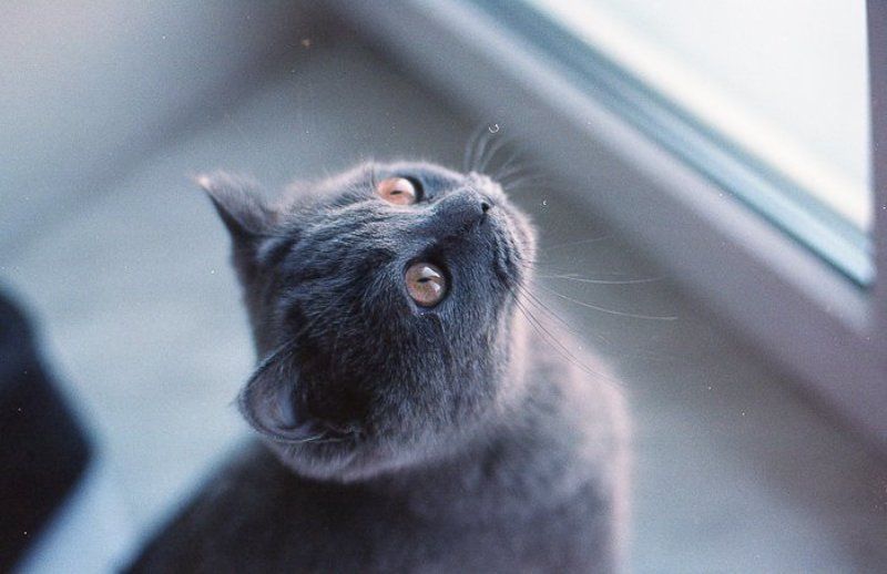 film, cat, kodak, кот, кошка, пленка  фото превью