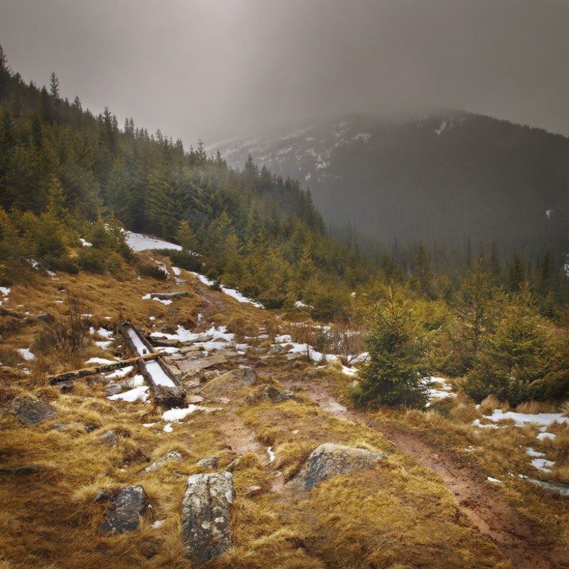 карпаты,смотрич,лес **** фото превью