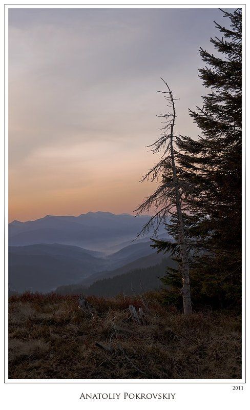 карпаты, горганы, весна, горы, ель, туман, рассвет, утро, анатолий покровский Холод ранней весенней зари в горах фото превью
