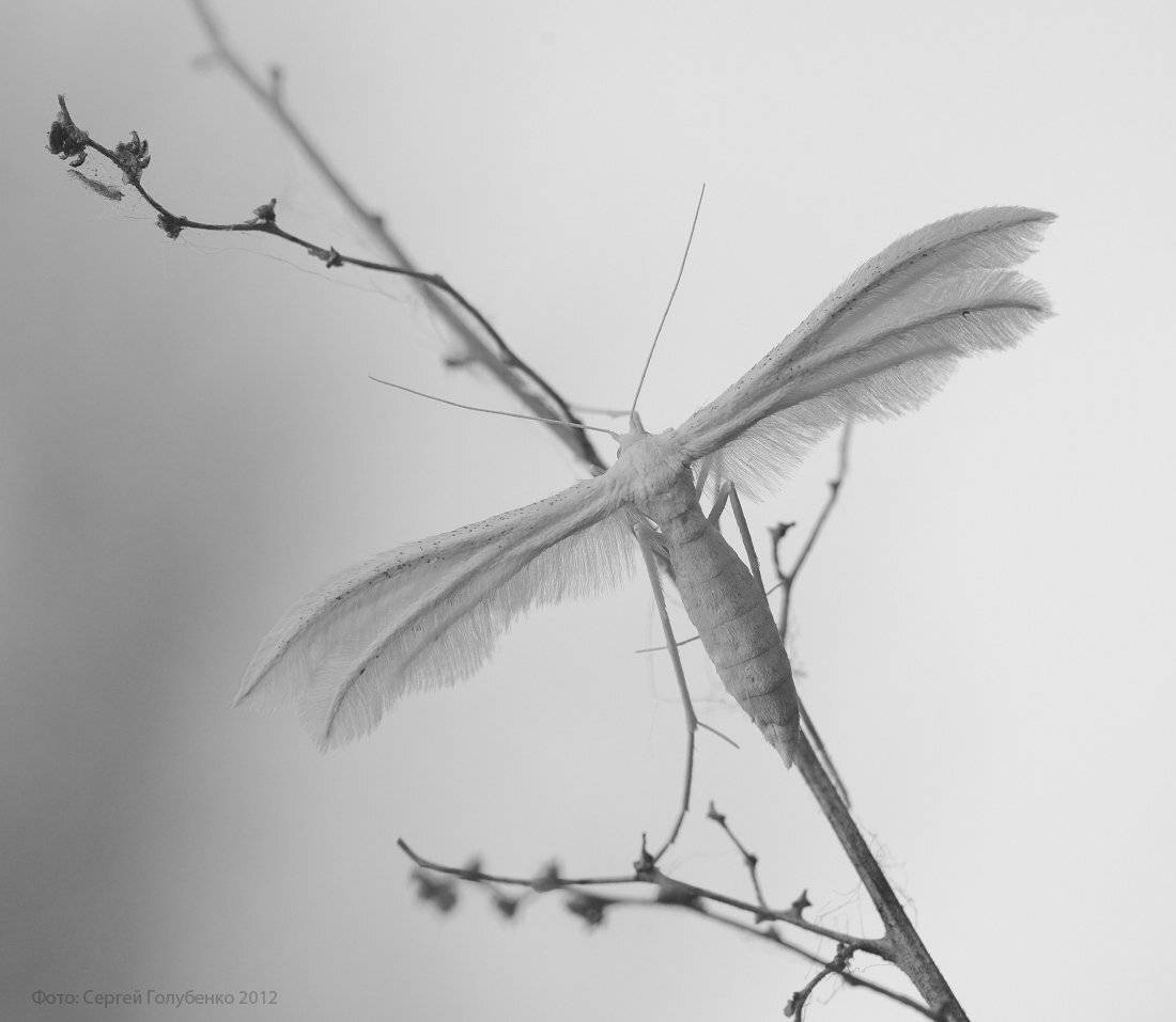 , Сергей Голубенко