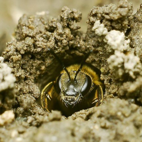 ...подглядывание...