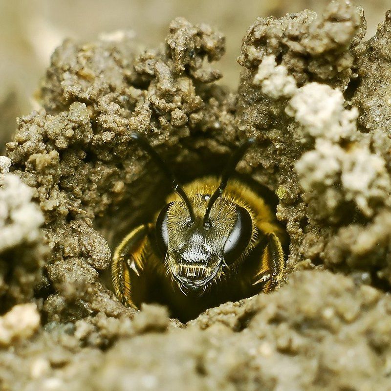 macro ...подглядывание... фото превью