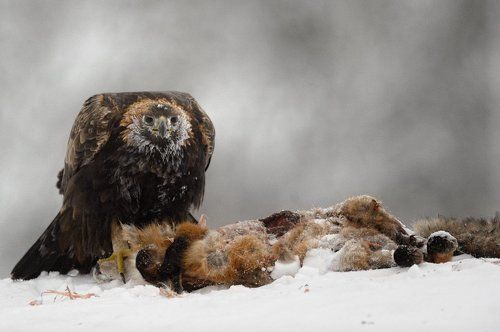 отмороженный