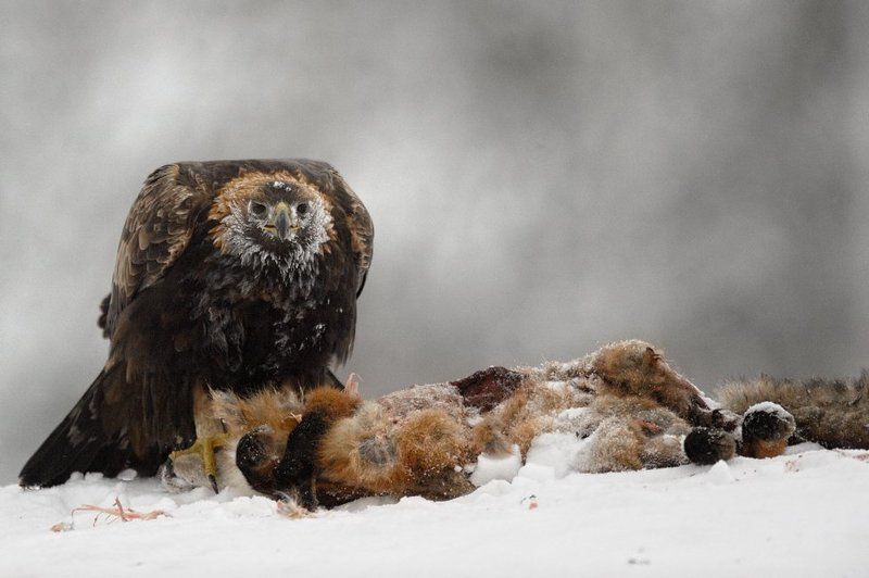 беркут, golden eagle отмороженный фото превью