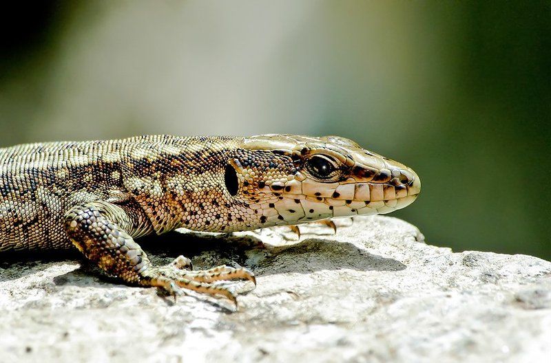 Дракончик фото превью