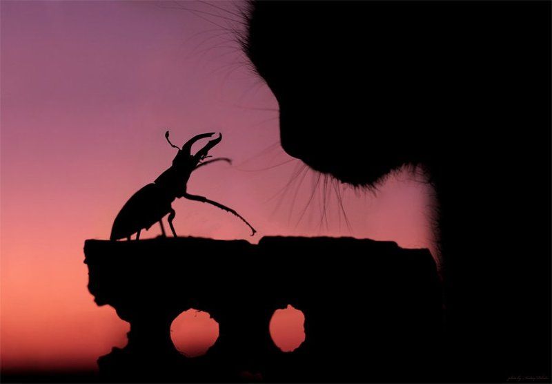 кошка, жук, закат, кирпич Разговор фото превью