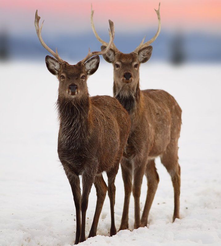 карпаты, олени Друзья.. фото превью