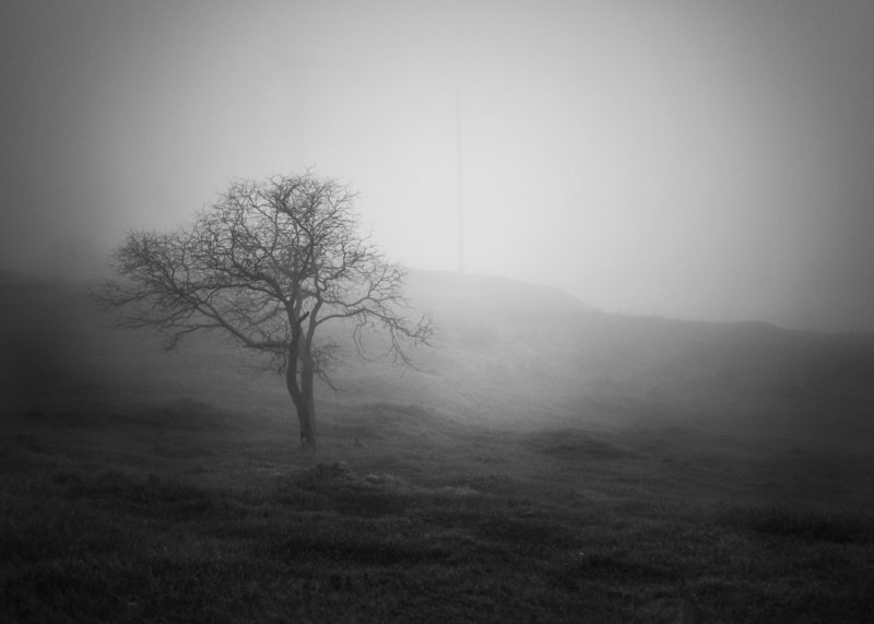 Чб, Керчь, Дерево, туман  фото превью