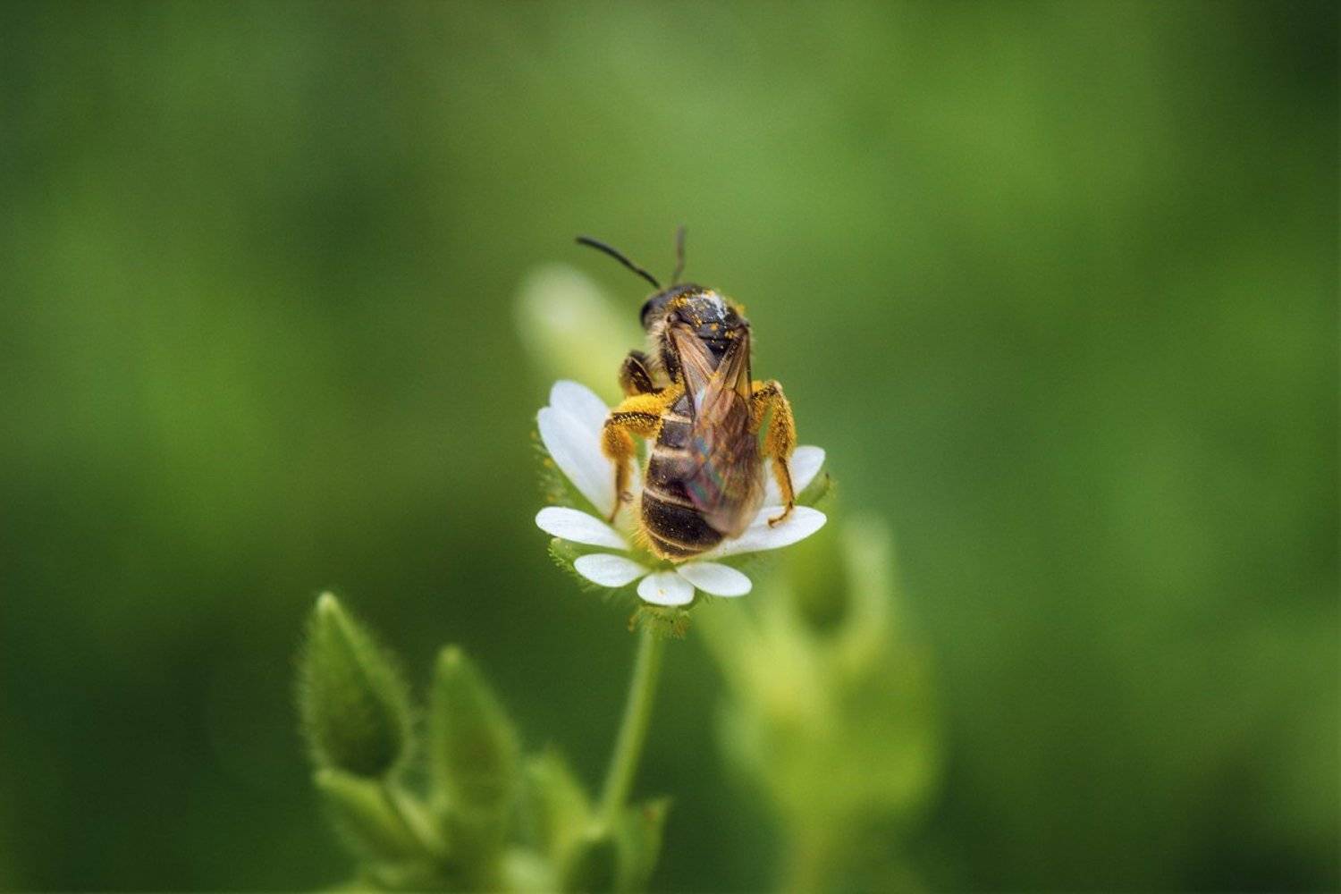 moment, момент, beautiful, красивый, nature, природа, macro, макро, macro lens, tokina 100 macro, flower, цветок, spring, весенний, insect, насекомое, pollen, пыльца, pollination, опыление,, Наталья Терентьева
