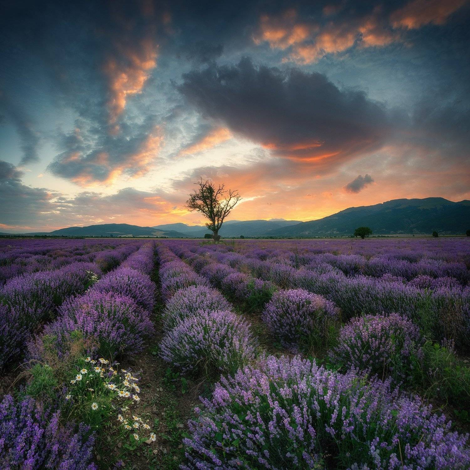 , Красимир Матаров