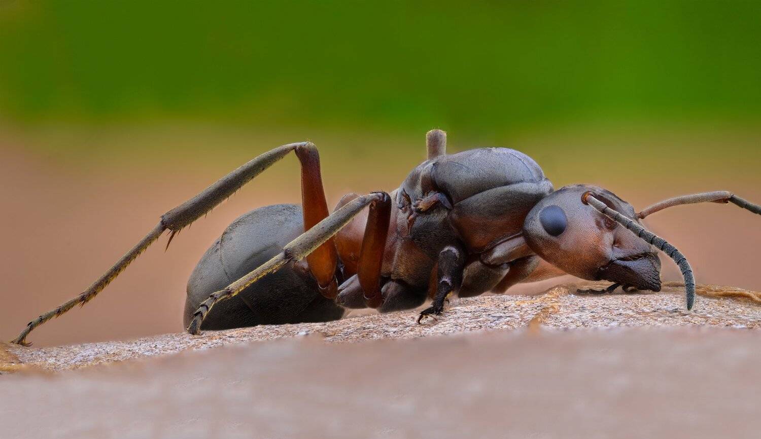 ceclii, macro, extrememacro, nikon d3400, lomo 3.7x, Tsvetan Ganev