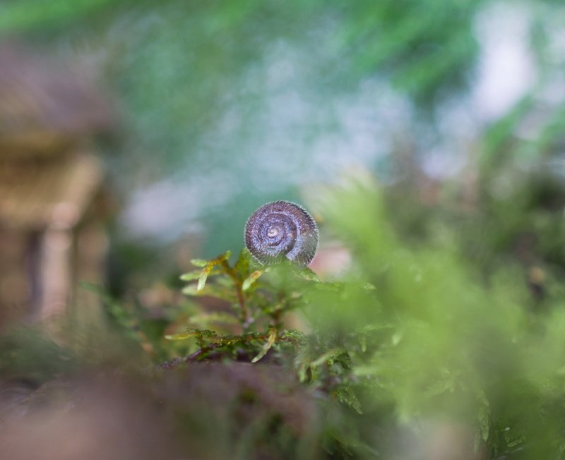 История о том, как улитка искала домик для ночлега... фото превью