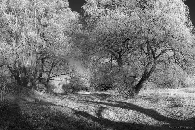 ir, деревья, весна, тени, чб, Игры света фото превью