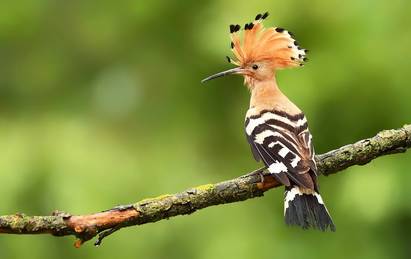 birds, animals, wildlife, hoopoe, nature, spring, summer, green, Hoopoe фото превью