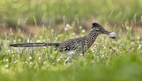 Greater Roadrunner - Калифорнийская земляная кукушка.