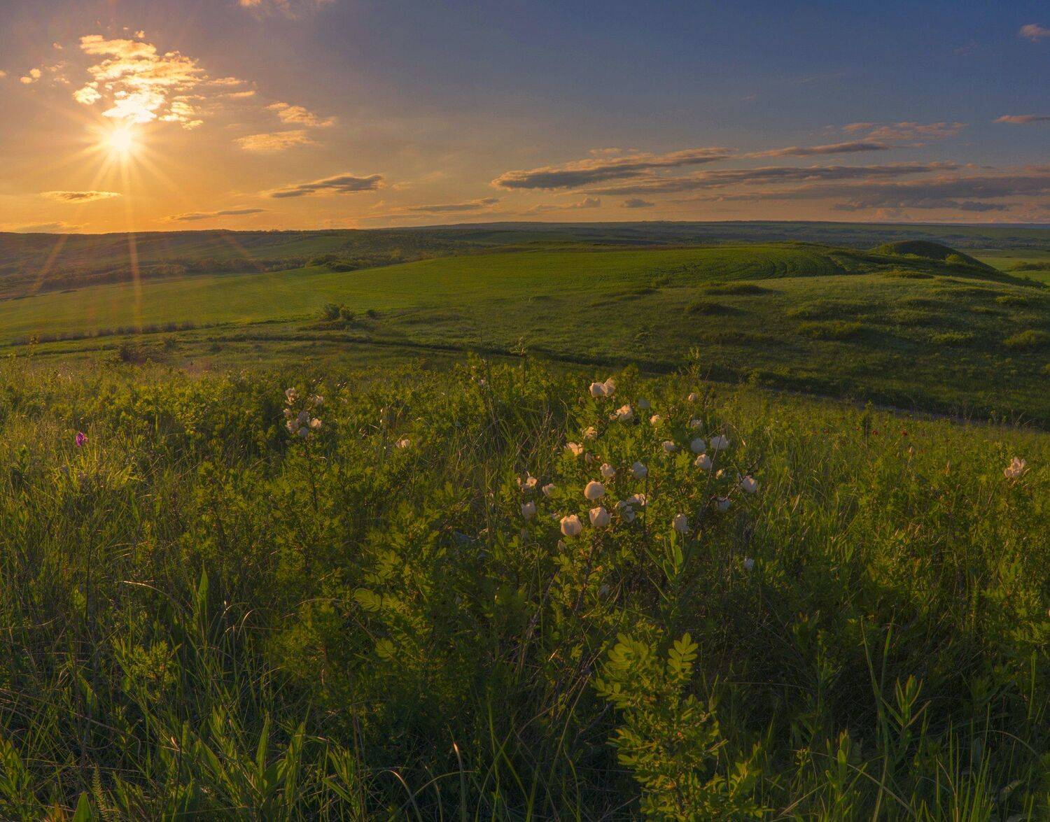 шиповник,закат,весна,пейзаж, Елена Брежицкая