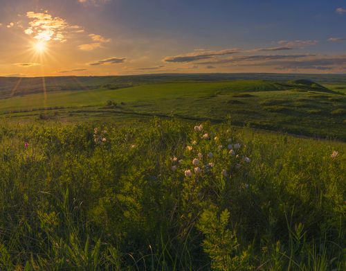 Белый шиповник, дикий шиповник краше садовых роз...