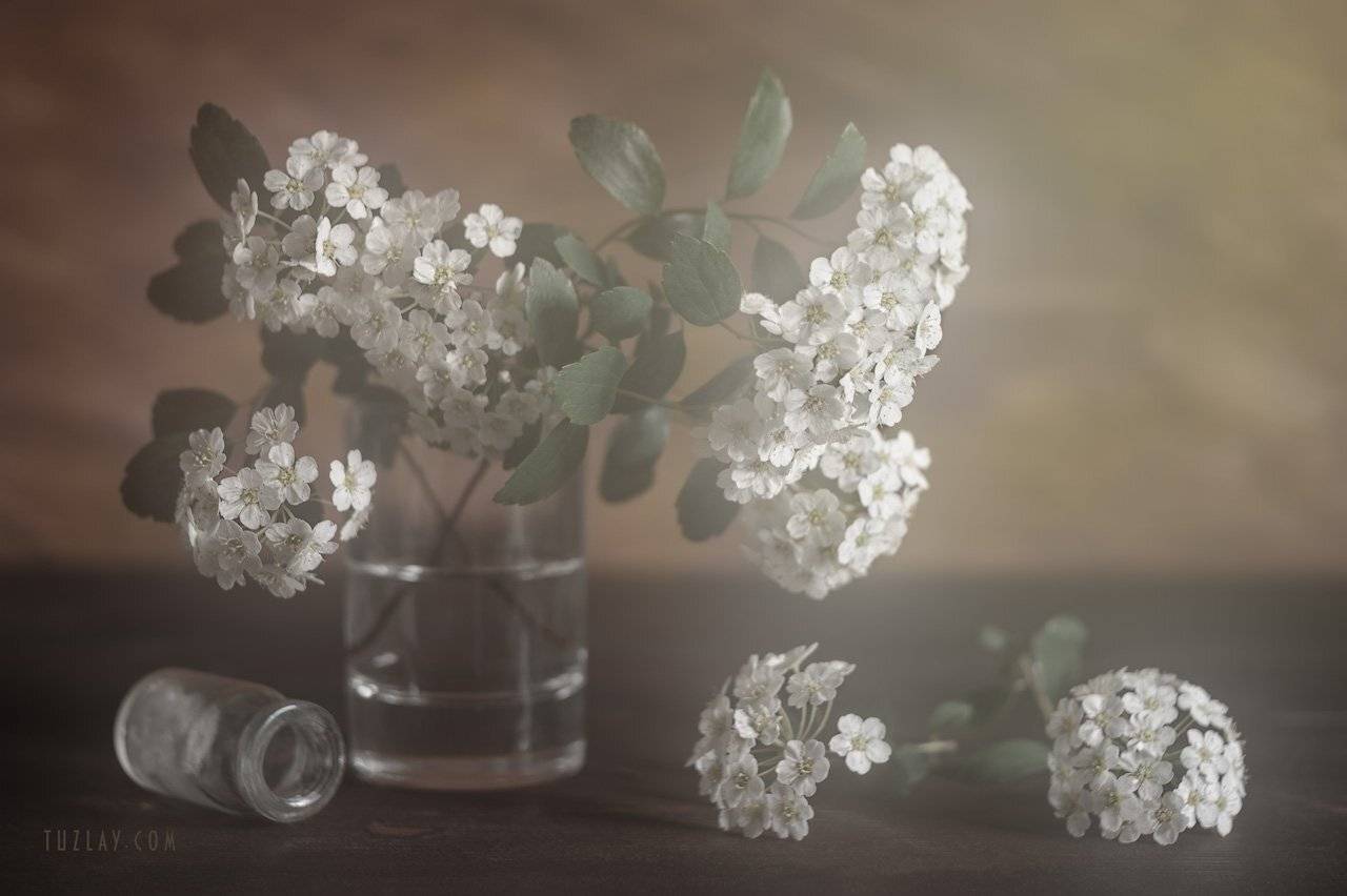 спирея, невеста, листки спиреи, цветок спиреи, невеста в стакане, весна в стакане, Владимир Тузлай