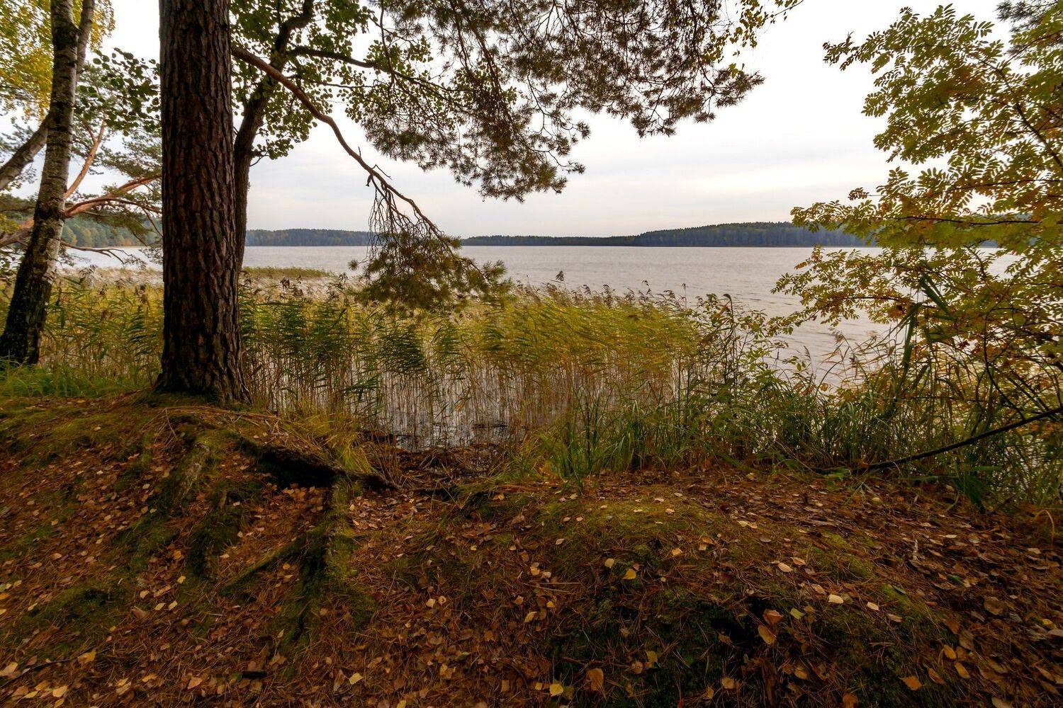 природа,беларусь,осень,пейзаж, Sixten ( Сергей )